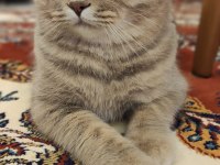9 AYLIK UYSAL SCOTTİSH FOLD KEDİSİ