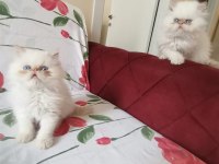 SAFKAN İRAN KEDİSİ 60 GÜNLÜKLER