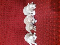 Maltipoo bebeklerimiz