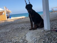 A CLAS FCI KIF ŞECERELİ DOBERMAN SON YAVRU