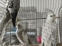 Wifi yavru sultan papağanı
