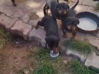 Rottweiler yavrular