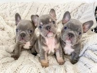 French bulldog yavrularımız
