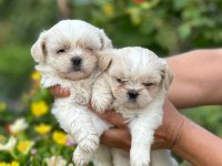 KOREA TEACUP MALTESE SAĞLIK GARANTİLİ BEBEKLERİMİZ