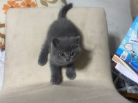 British Shorthair Yavrular