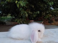 Orjinal Hollanda lop tavşanı yavru