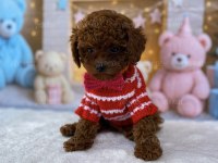 Toy poodle köpeği yavrular