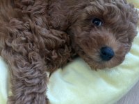 Toy Poodle Erkek 2 Aylık