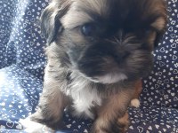 Anne ile baba safkan shih tzu yavru