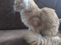 Safkan Dişi Maine Coon