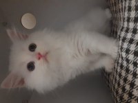 Pamuk kedimiz Simba mi kim ister