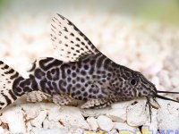 KEREVİT ORANDA LEPİSTES MACRAGANTA KÖPEK BALIĞI