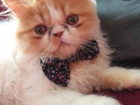 1 yaşında tatlış exotic kedimiz