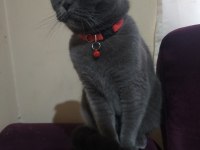 Eğitimli scottish fold kedisi