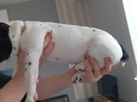 3 aylık anatomi harikası tuvalet eğitimli french bulldog