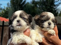 Shih-Tzu yavruları
