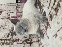 Blue Point kedimiz 13 aylık erkek tuvalet eğitimi vardır
