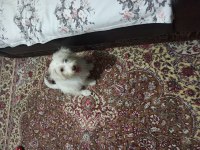 Alex yeni sahibini arıyor Maltese Terrier