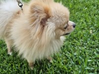 1 yaşında, Erkek Pomeranian BOO