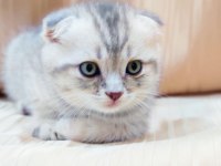 Topaç Oğlan Scottish Fold Silver