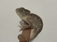 Genç anaç Chamaeleo chamaeleon Bukalemunu