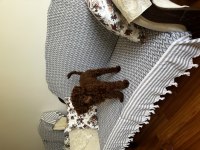 Toy poodle 10 aylık