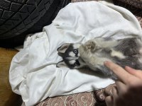 Köpekler yeni yuvasını bekliyor