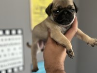 Pug Mops Yavru Köpeğimiz