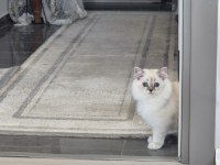 Tatlı minik kedilerim