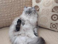 British longhair prenses