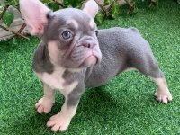 Fransız bulldog exotic blue lilac tan mavi göz orijinal saf