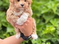 Maltipoo yavrularımız