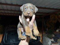 TESLİME HAZIR DOBERMAN KÖPEKLER