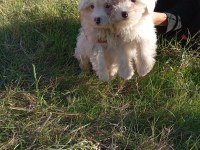 Uygun bütçeli havanese yavrular 0 numara