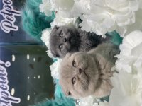 Güzel bebek kedilerimiz yeni yuvalarını arıyor