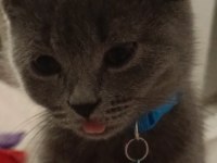 4 aylık sağlıklı british shorthair
