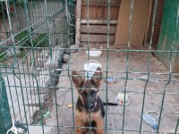 A kalite erkek alman çoban köpeği