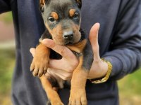 DOBERMAN BEBEKLERİ