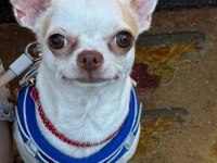 Chihuahua şivava yavru yetişkin