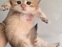 Golden Ny 11 Dişi British Longhair