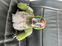 EL BESLEME MİLİTARY MACAW