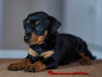 German pinscher puppies