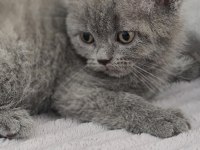 2 aylık dişi british shorthair