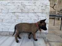 Orjinal Malinois Yavrular