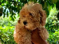 3 Aylık Dişi ve Erkek Poodle Yavrular