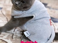 1 Yaşında Dişi British Shorthair