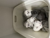 Erkek 3 adet beyaz yavru british shorthair