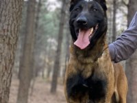 Belçika malinois yavrular 35 günlük