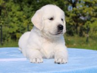 Golden Retriever Adrese Teslim Kapıda Ödeme Yapabilirsiniz