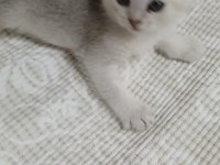 Yeni bebekler
